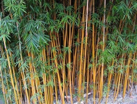 觀賞竹種類 農民曆 2024